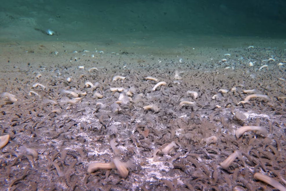 Screenshot 2025-08-19 105450