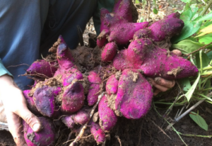 Screenshot 2025-12-30 at 2.37.07 PM