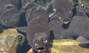 Screenshot 2026-02-03 150531