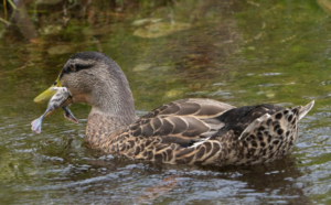 Screenshot 2026-02-04 190900