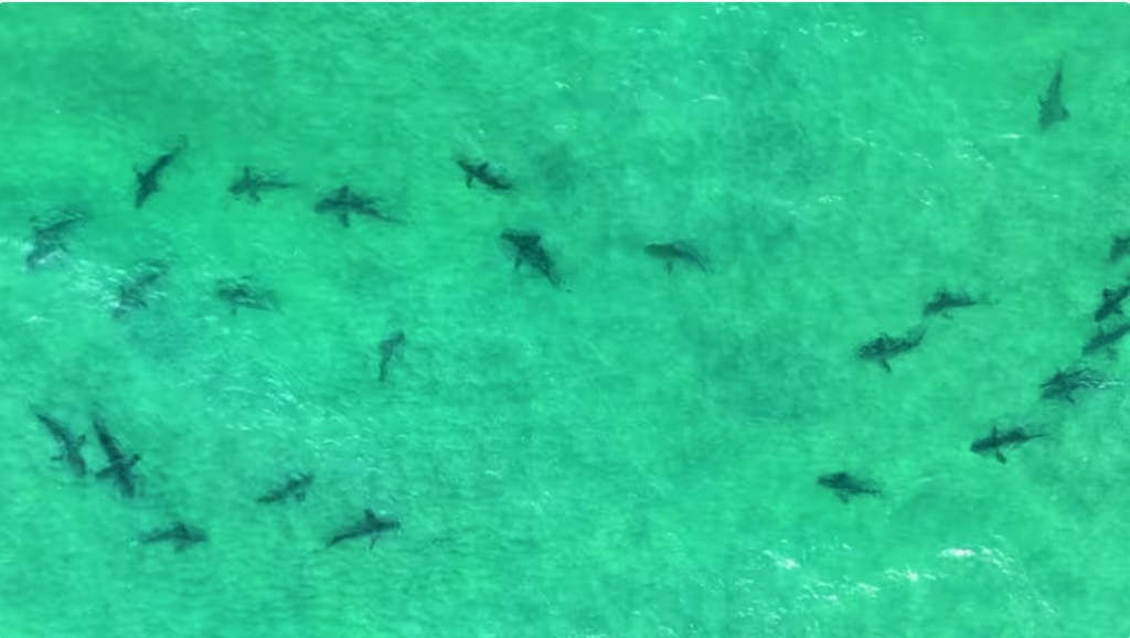 Screenshot 2026-02-12 215200