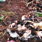 Screenshot 2026-03-12 at 5.04.51 PM